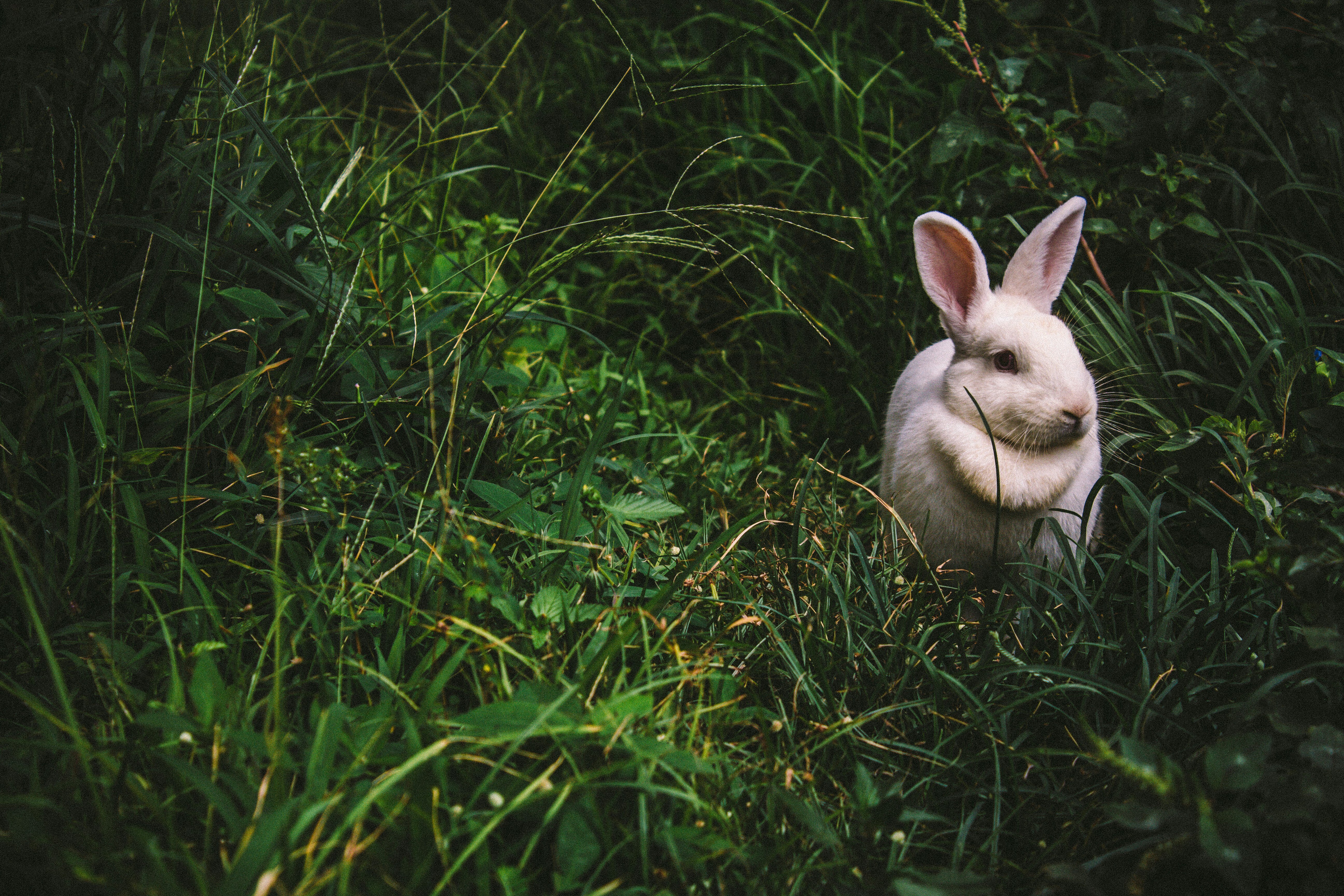 Bunny Brunch at the Phoenix Zoo